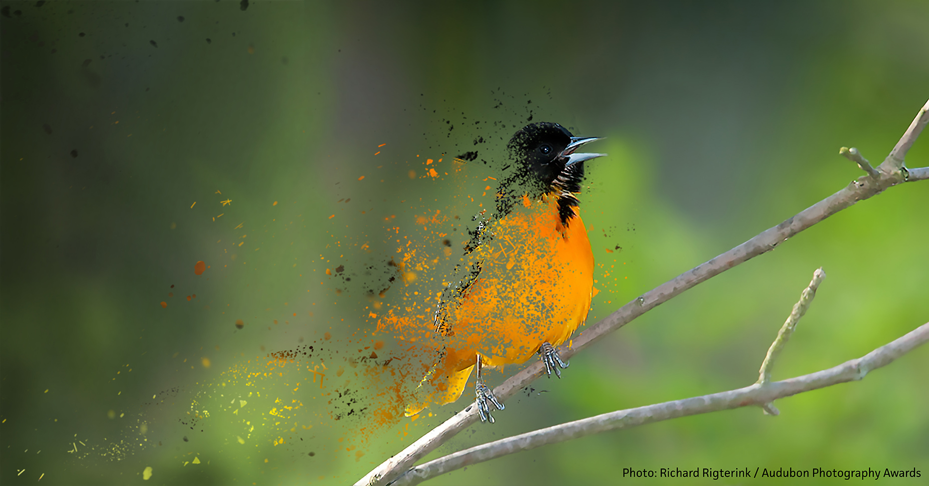 The Baltimore oriole, Lifestyles