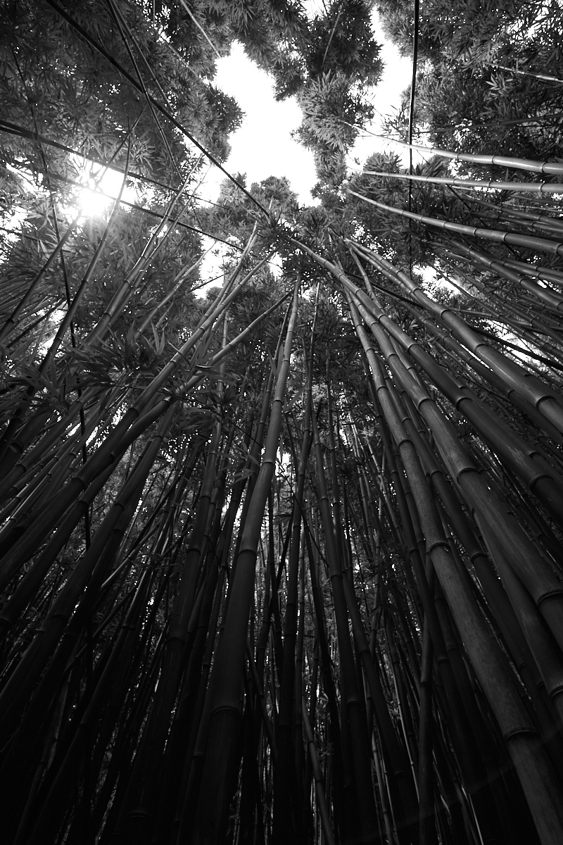 Bamboo_Forest_WFP_8457