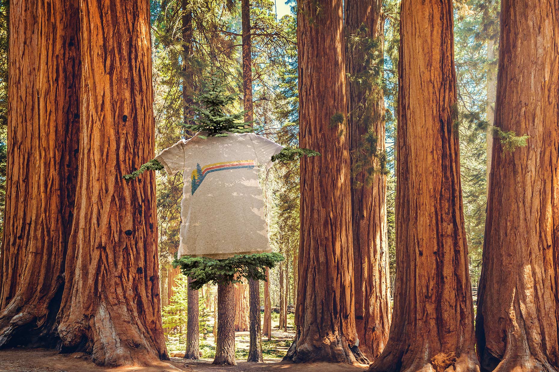 Goodseed Redwood Tree
